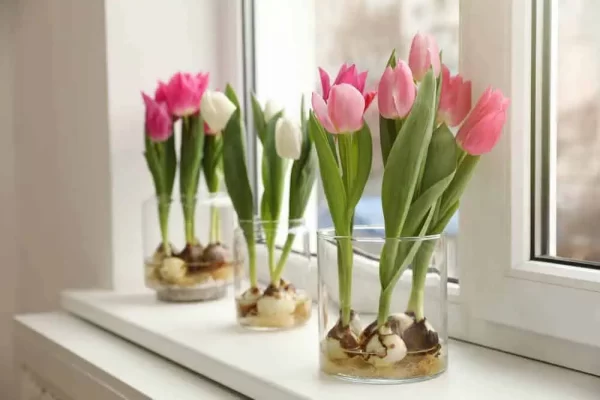 how to take care of tulips in a vase