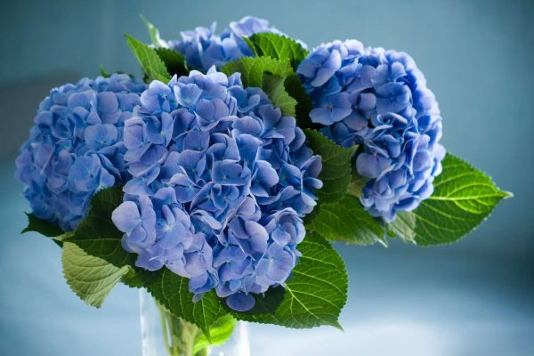 Bringing Summer Indoors: A Guide to Cutting Hydrangeas for Vase缩略图