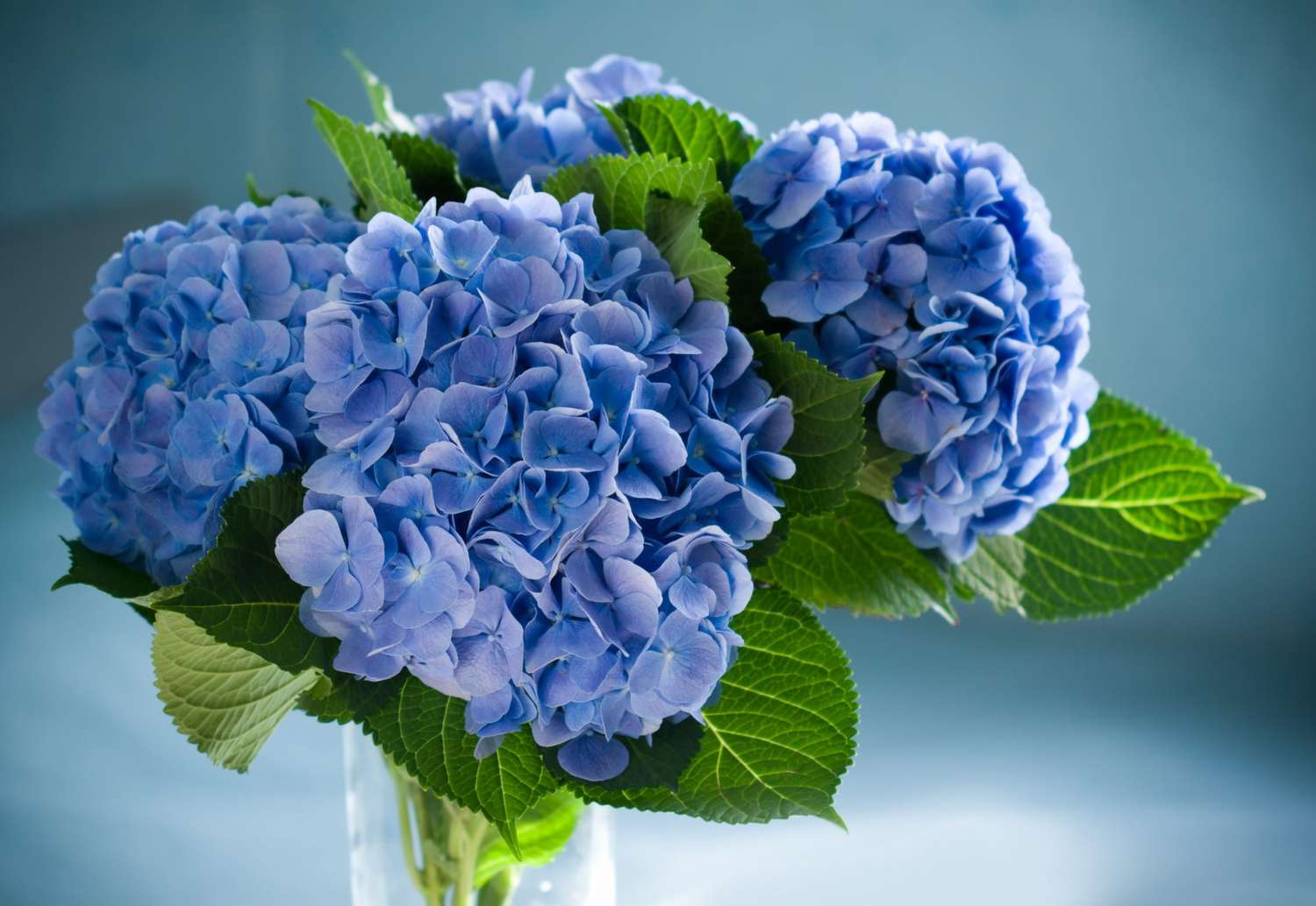 Bringing Summer Indoors: A Guide to Cutting Hydrangeas for Vase缩略图