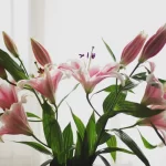 how to care for lilies in a vase