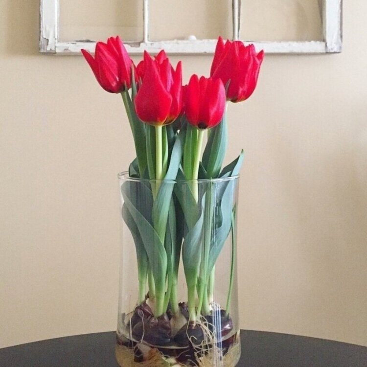 Bringing Spring Indoors: The Art of Caring for Cut Tulips插图1