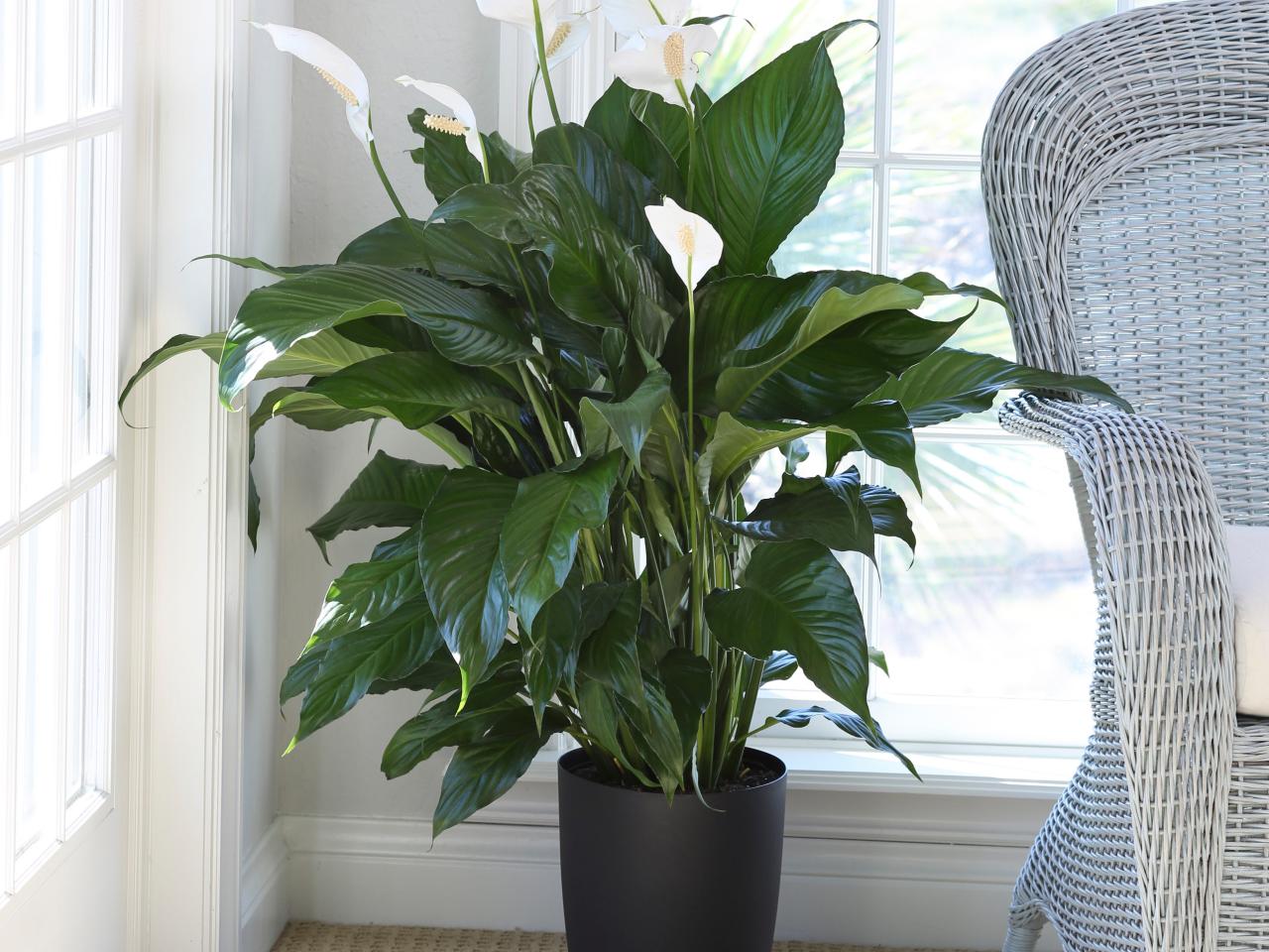 how to care for lilies in a vase