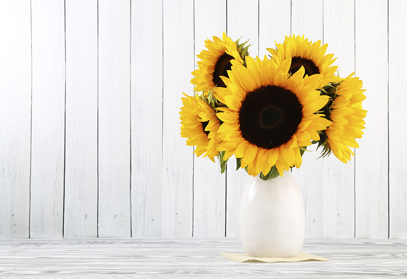 how to cut sunflowers for vase