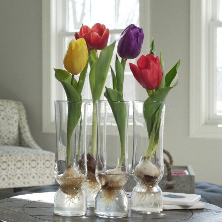 Bringing Spring Indoors: The Art of Caring for Cut Tulips插图4