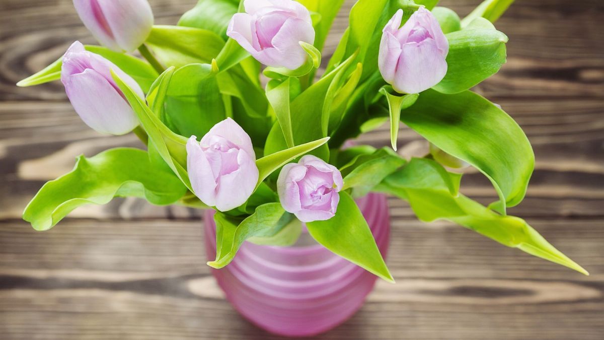 Reviving Wilting Flowers in a Vase插图4