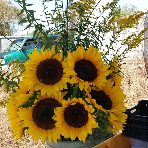 how to cut sunflowers for vase