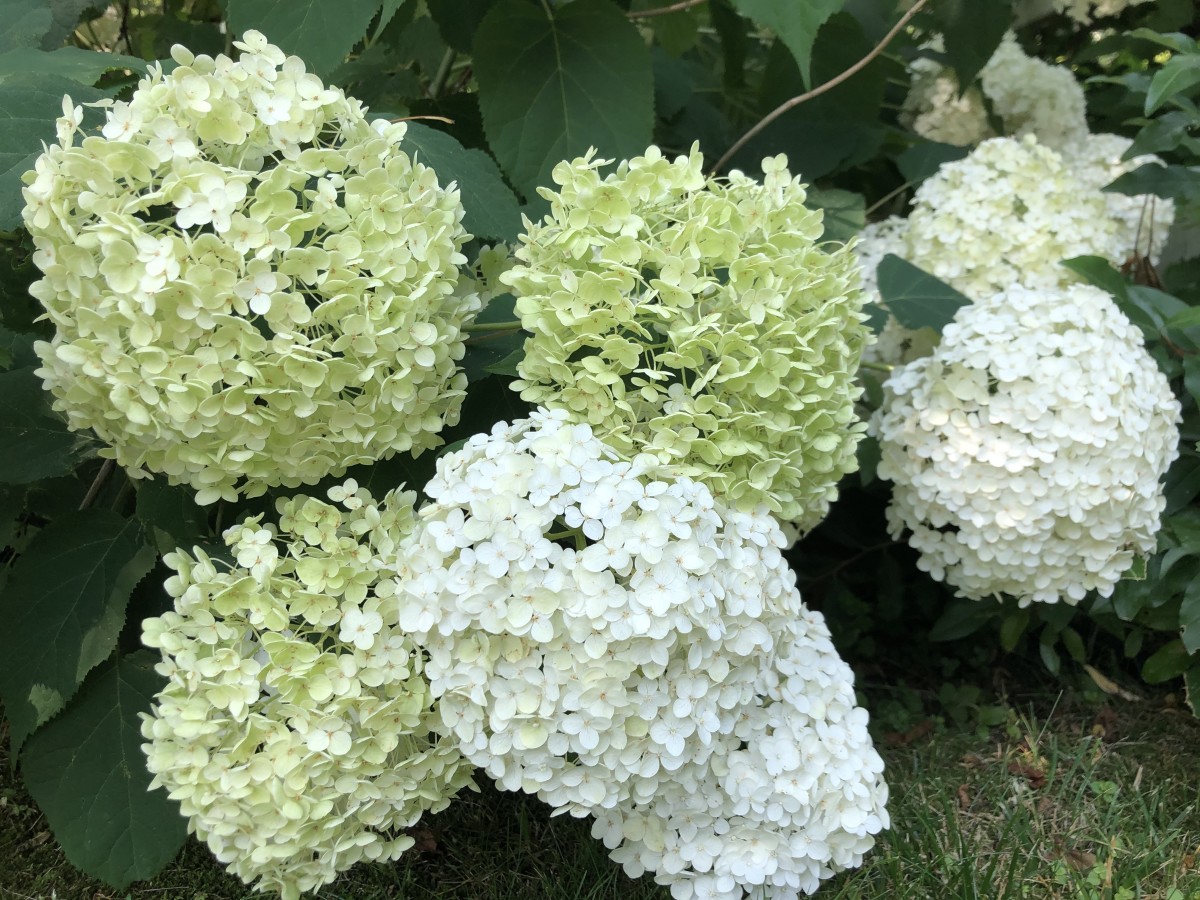Bringing Summer Indoors: A Guide to Cutting Hydrangeas for Vase插图4