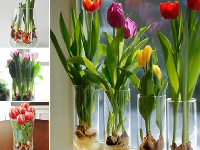 how to care for tulips in a vase