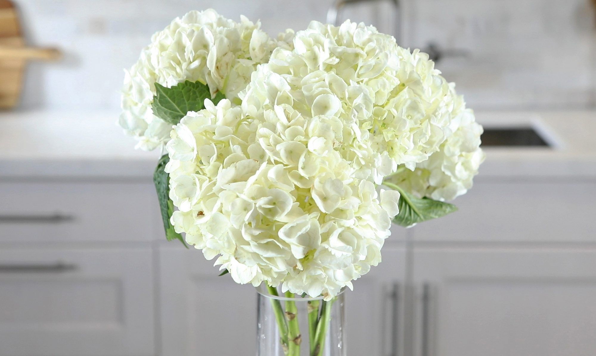 Hydrangeas: A Guide to Vase Life插图