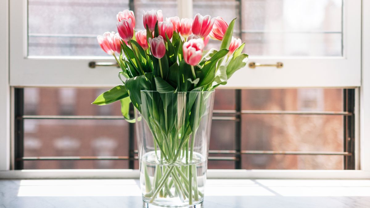Bringing Spring Indoors: The Art of Caring for Cut Tulips插图2