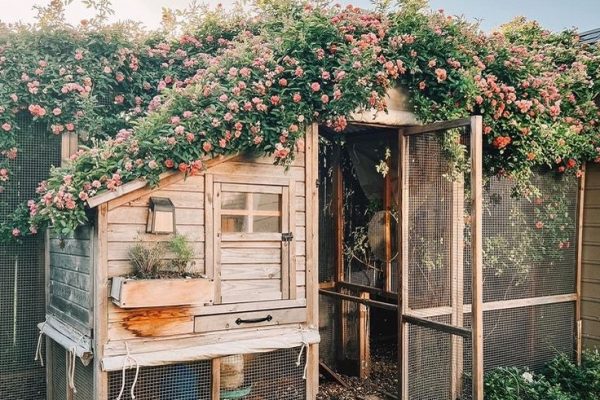 chic chicken coop ideas