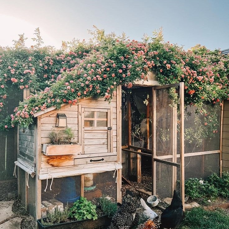 chic chicken coop ideas