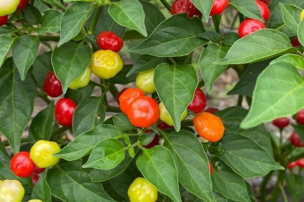 ornamental peppers