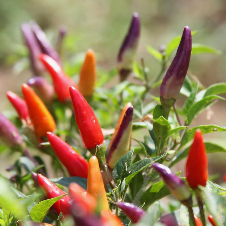 decorative pepper plants