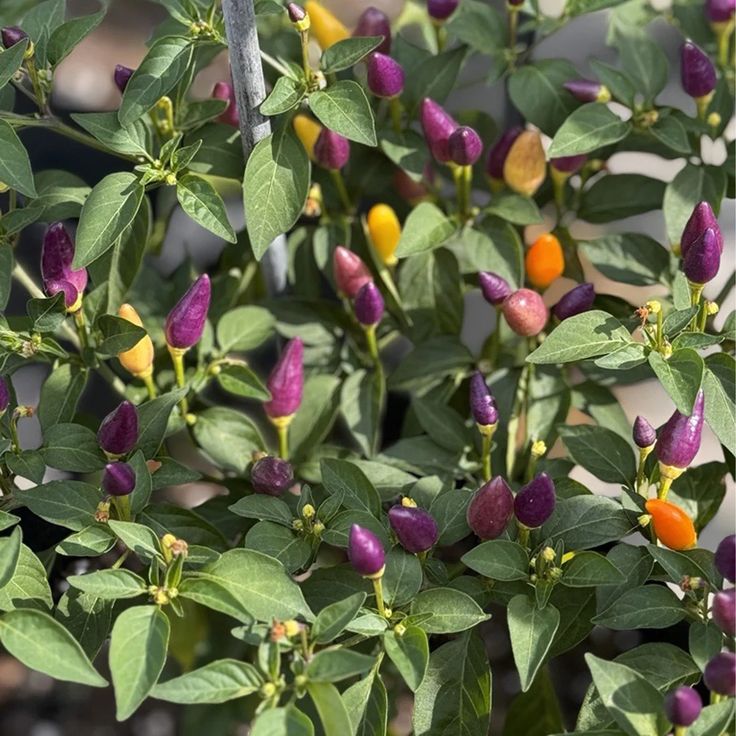 colorful peppers